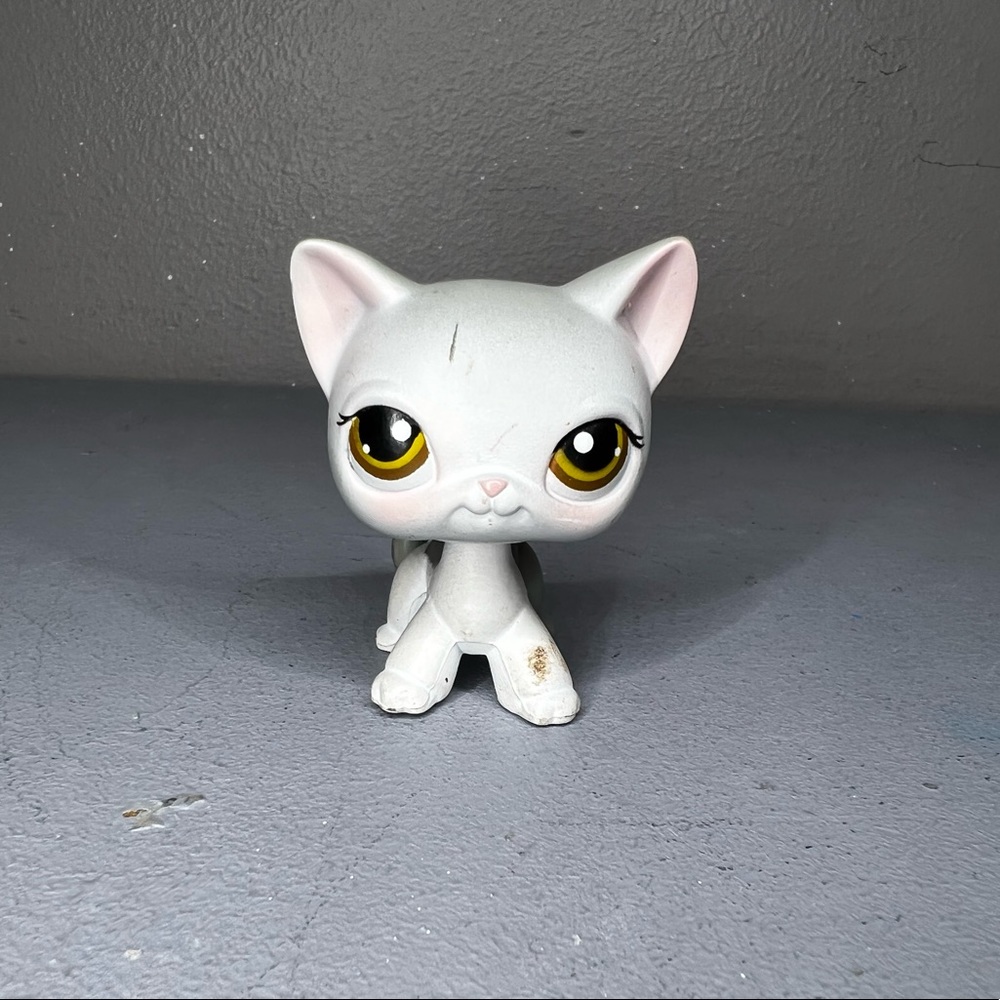 Lps shorthair cat